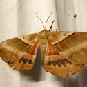 White-stemmed Wattle Moth