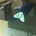Satin Moth