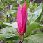 Tulip Magnolia Blossoms