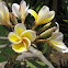 Plumeria