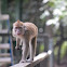 Macaque