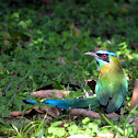 Blue-crowned Motmot