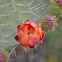 Prickly pear flower
