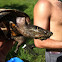 Musk turtle; "stinkpot"