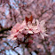 Cherry Blossoms