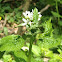 Garlic mustard