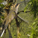 Scale-throated Hermit