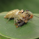 Spider
