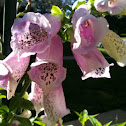 Foxglove