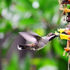 Long-billed Starthroat