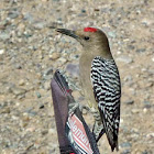 Gila Woodpecker