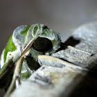 Oleander Hawk Moth