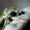 Oleander Hawk Moth