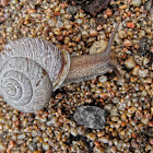Garden snail