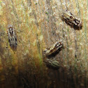 Common Barklice