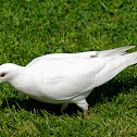 White Feral Pigeon