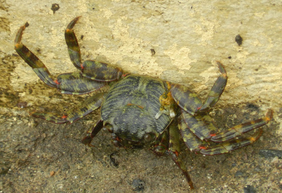 Spotting Image 1