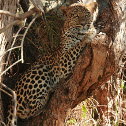 Leopard