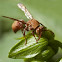 Paper wasp