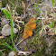 Lythria cruentaria