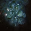 Frog Eggs
