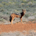 Black-backed jackal