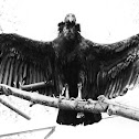 Andean Condor