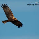 Aguilucho lagunero, Marsh harrier