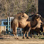 Camel