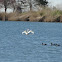 Mute Swan