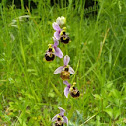 Ophrys holoserica