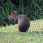 Agouti