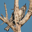 Black & White Warbler
