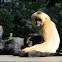 white-cheeked gibbon