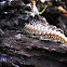 Flat-backed Millipede