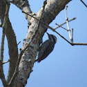 Sunda Pygmy Woodpacker