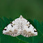 V-Moth