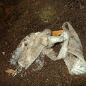 Cave snake skins