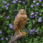 White-eyed Kestrel