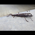 Southern Two-striped Walkingstick