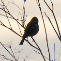 Chaffinch; Pinzón Común