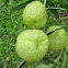 Balloon plant