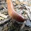 Millipede
