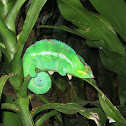 Chameleon