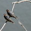 Barn Swallows