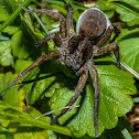 Wolf Spider