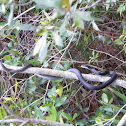Black Racer