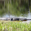 American Alligator
