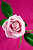 User profile picture thumbnail