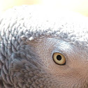 African Grey Parrot